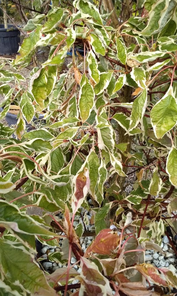 Cornus Controversa Variegata (Wedding Cake Tree)