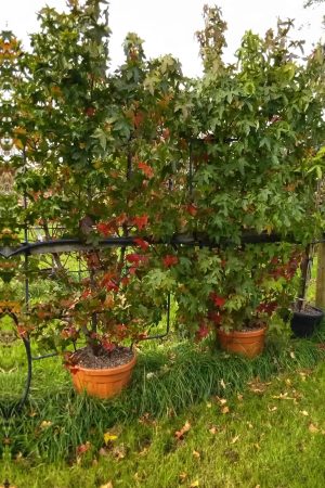 Liquidambar styraciflua 'Gum Ball' Frame