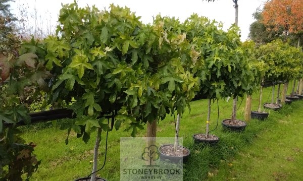 Liquidambar styraciflua 'Gum Ball' 1/4 std - Image 4