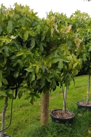 Liquidambar styraciflua 'Gum Ball' 1/2 std