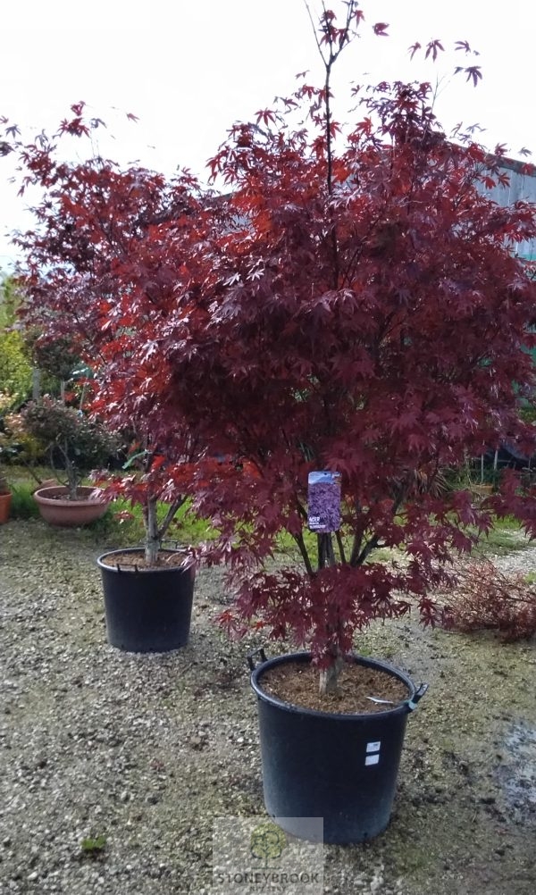 Acer Palmatum: Atropurpureum
