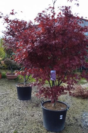 Acer Palmatum: Atropurpureum