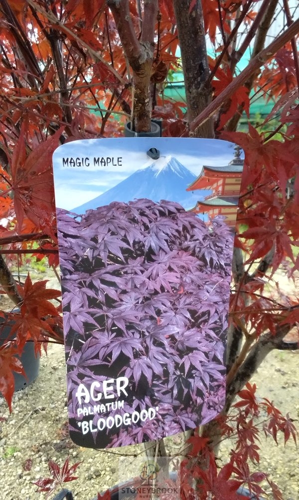 Acer Palmatum: Atropurpureum - Image 3