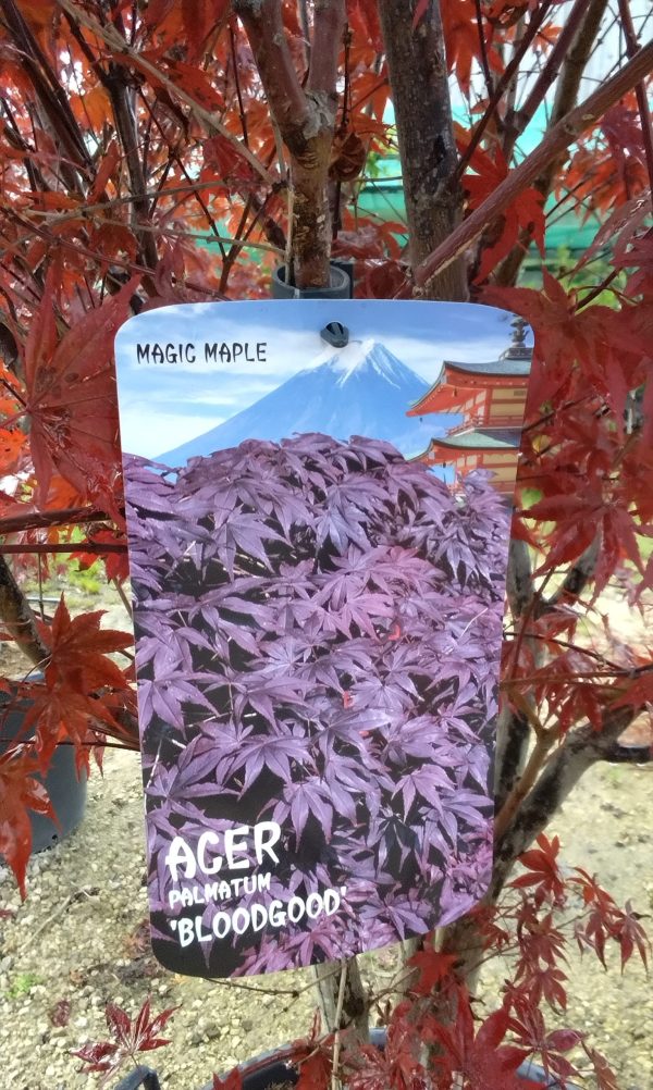 Acer Palmatum: Atropurpureum - Image 3