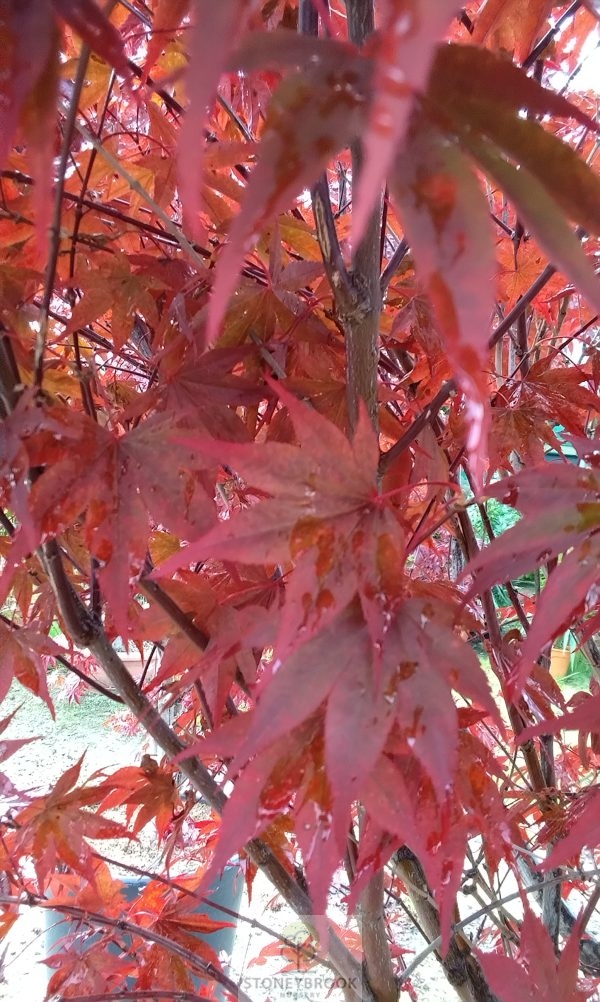 Acer Palmatum: Atropurpureum - Image 4