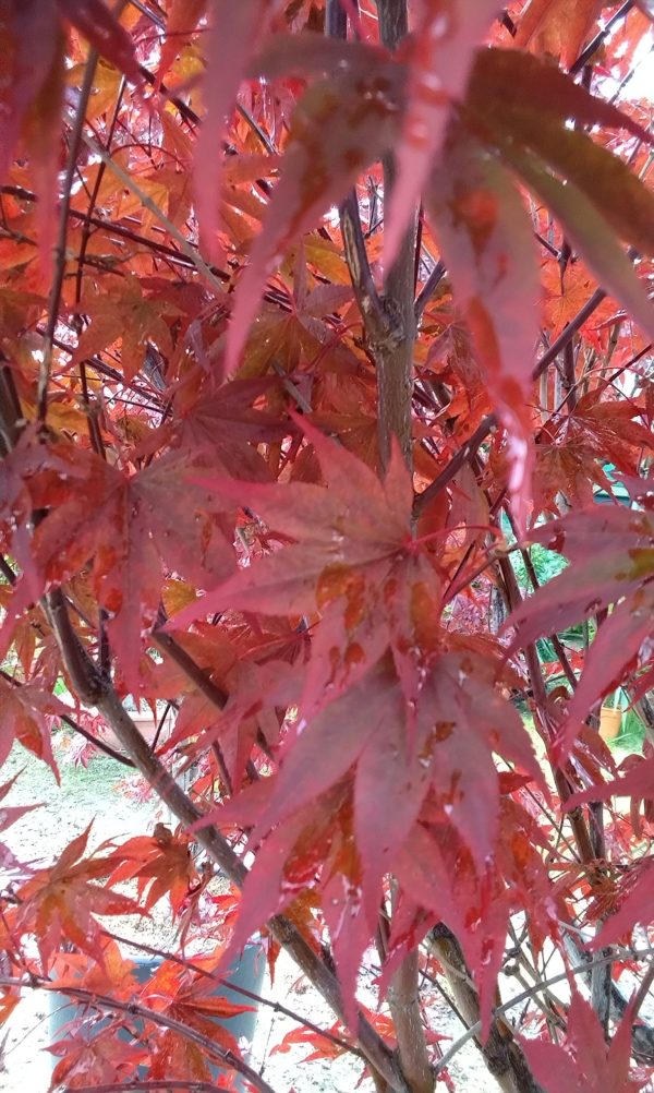 Acer Palmatum: Atropurpureum - Image 4