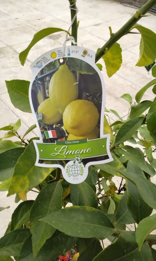 Lemon Shrub - Citrus - Image 3