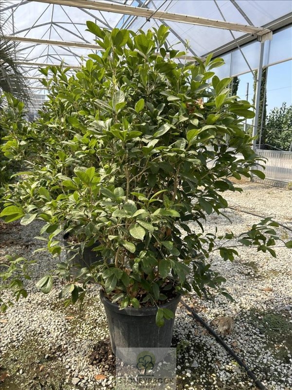 Osmanthus fragrans (Burkwood)