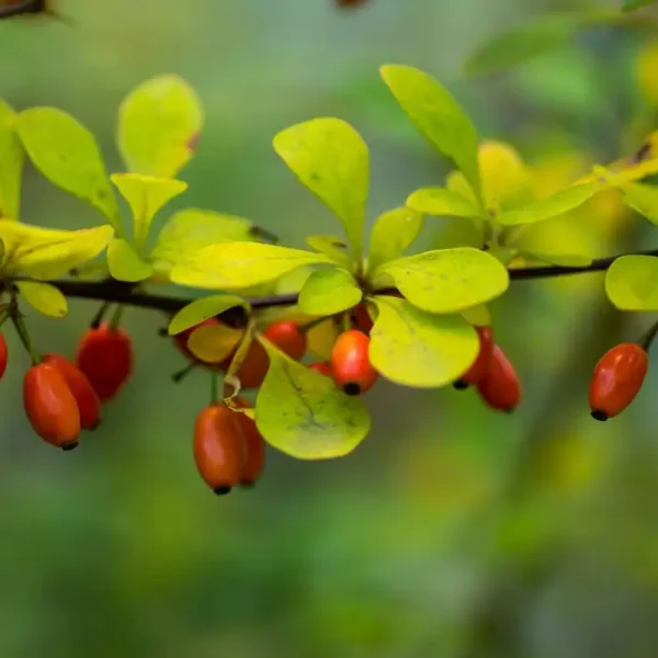 Berberis thunbergii 'Barberry' - Image 3