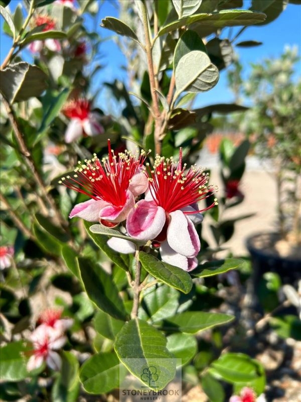 FEIJOA SELLOWIANA 1/2 STD PLEACHED - Image 2