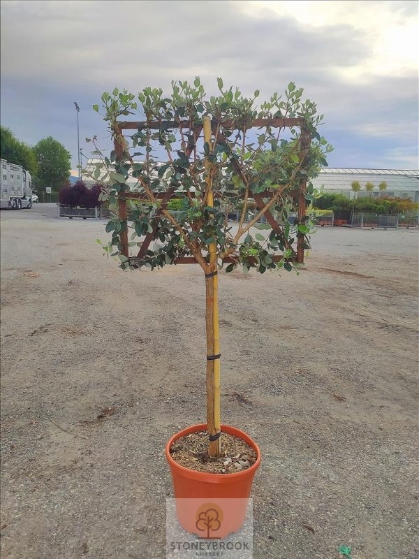 FEIJOA SELLOWIANA 1/2 STD PLEACHED