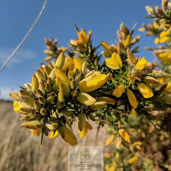 Gorse Hedging