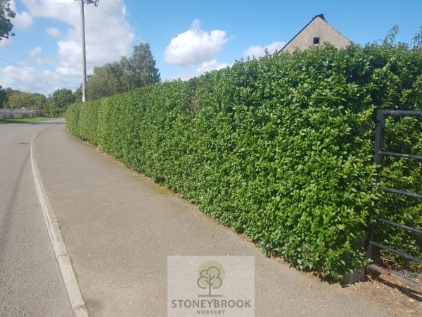 Privet - Ligustrum green - Bareroot - Image 2