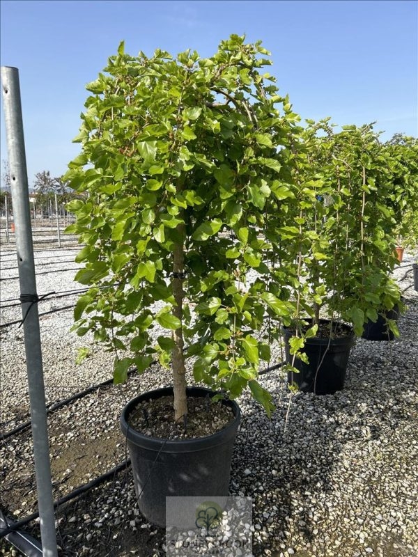 Morus alba 'Pendula' 25lt pot