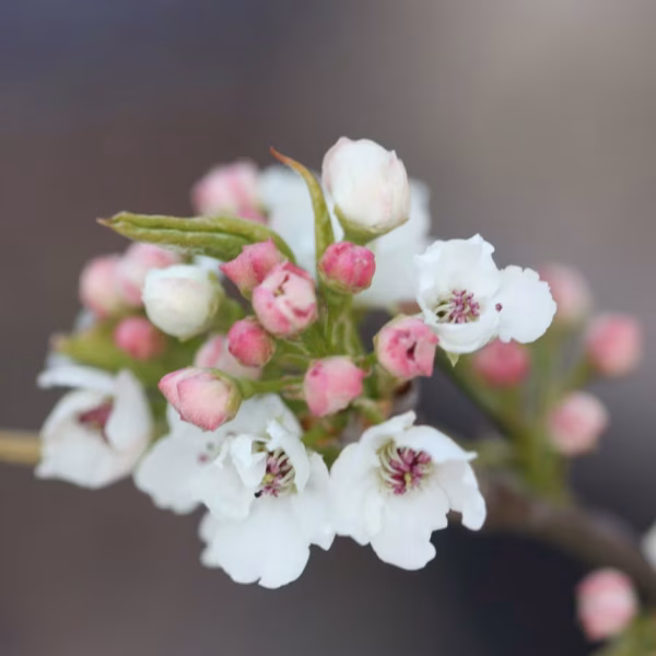 Pyrus calleryana 'Chanticleer' Ornamental Pear - Image 3