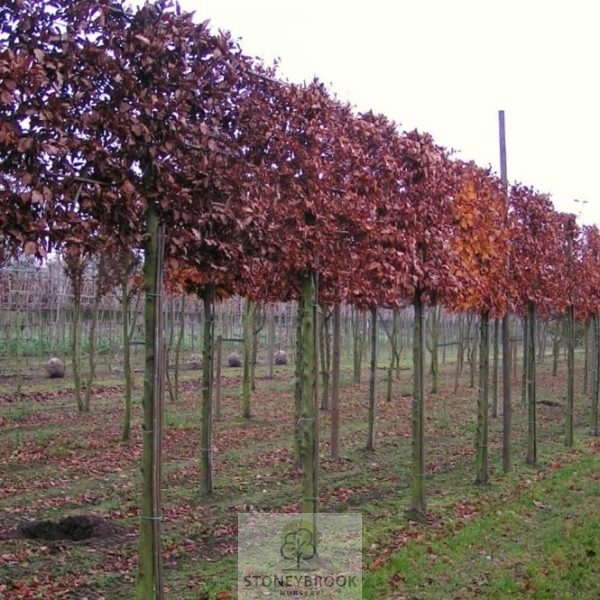 PHOTINIA COMPACTOR "RED ROBIN" PLEACHED STD FRAME