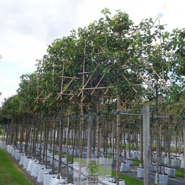 Pyrus calleryana 'Chanticleer' Ornamental Pear Pleached