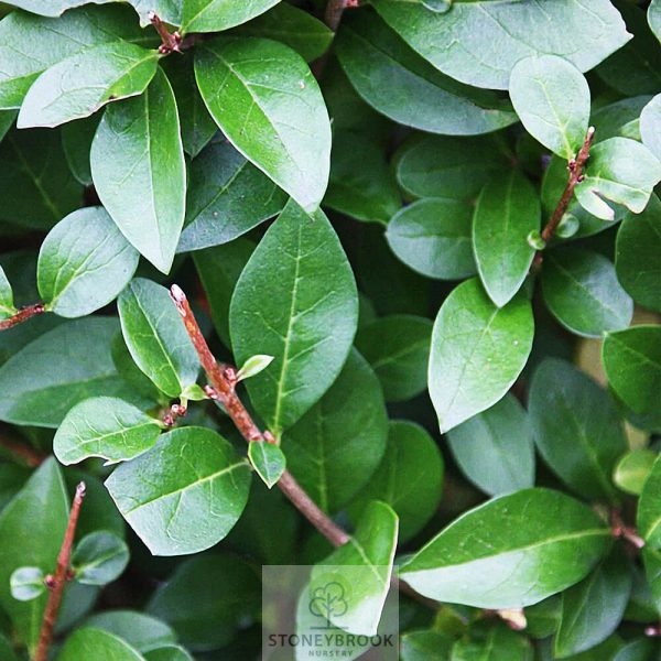Privet - Ligustrum green - Bareroot - Image 3