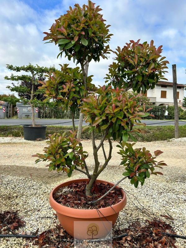 Photinia (Red Robin) Pom Pom 90lt pot