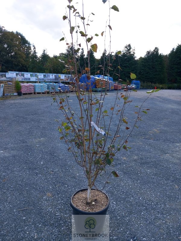 Himalayan Birch (Betula “Jacquemontii) Feathered stem
