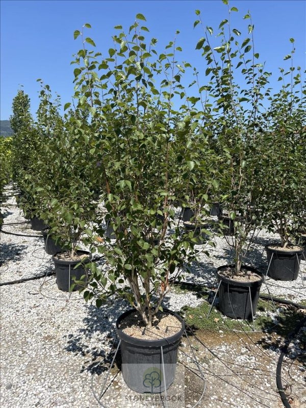 Silver birch Betula pendula Trio Stem
