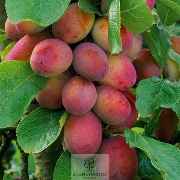 Plum Tree: Prunus Domestica: Victoria - Image 2