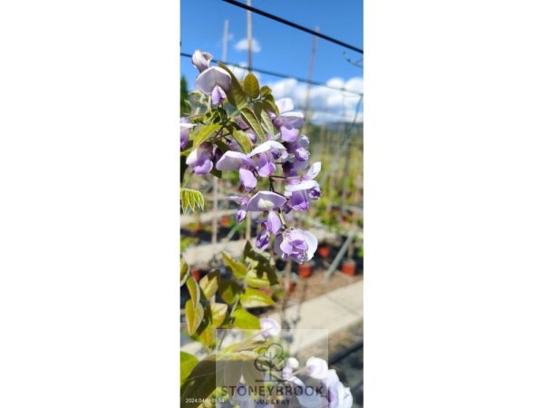 Wisteria brachybotrys 'Okayama' silky wisteria' - Image 2
