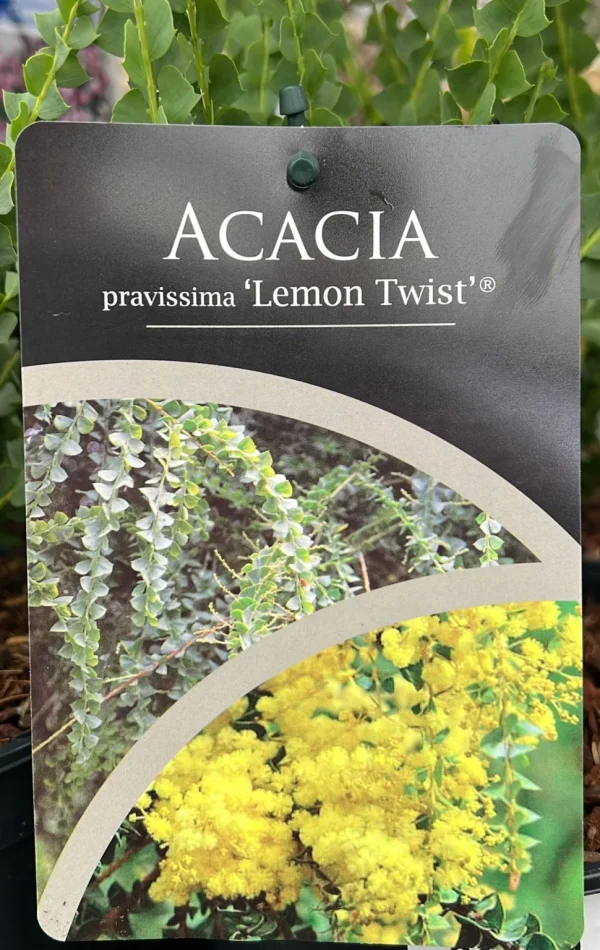 Mimosa - Acacia lemon tree - Image 2