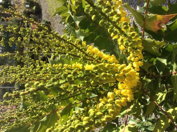 Mahonia Fortuinei 10 litre pot - Image 3