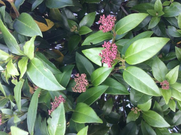 Viburnum Tinus Shrub 180lt tub - Image 2
