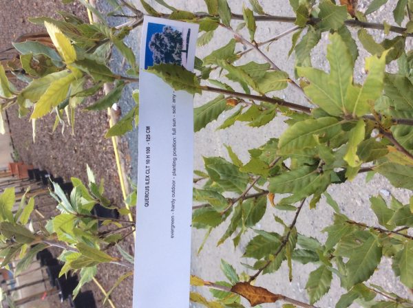 Quercus ILex shrub  - 10ltr pot 100 -125cm - Image 4