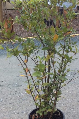 Quercus ILex shrub  - 10ltr pot 100 -125cm