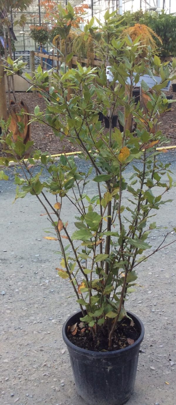 Quercus ILex shrub  - 10ltr pot 100 -125cm