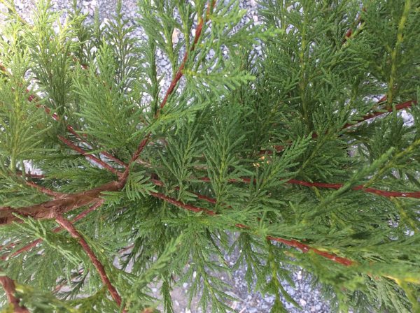 Leylandii – Conifer 4lt pot - Image 3