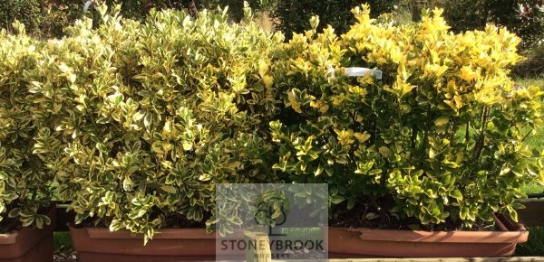 Euonymus Aureomarginata - Variegated Evergreen Shrub 80cm