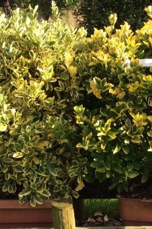 Euonymus Aureomarginata - Variegated Evergreen Shrub 80cm
