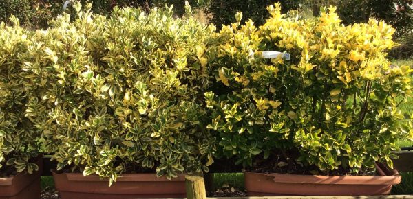 Euonymus Aureomarginata - Variegated Evergreen Shrub 80cm
