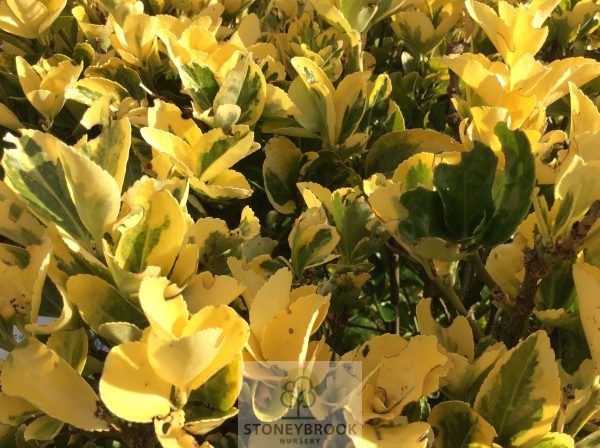 Euonymus Aureomarginata - Variegated Evergreen Shrub 80cm - Image 3