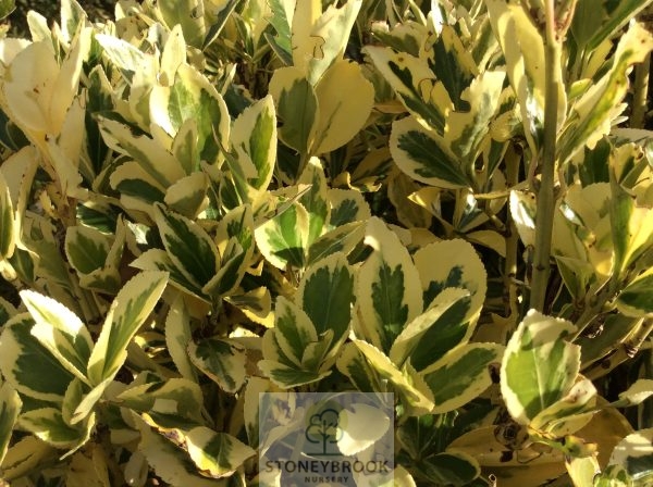 Euonymus Bravo- Variegated Evergreen Shrub 80cm - Image 3