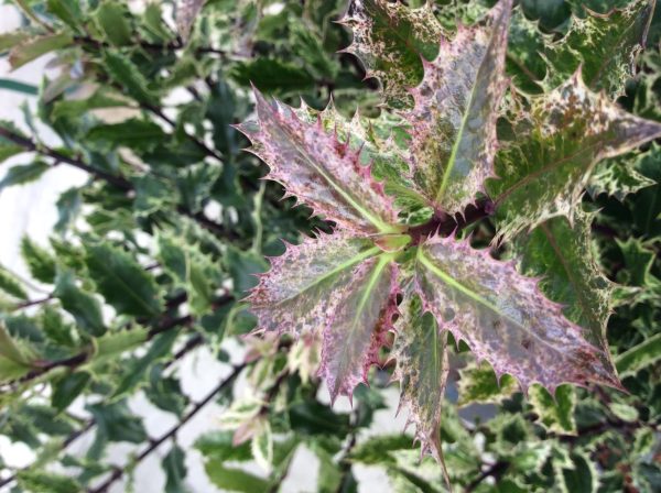 Ilex aquifloium ingramii holly shrub 5lt - Image 4