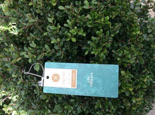 Ilex crenate ball 15lt 50cm head - Image 3