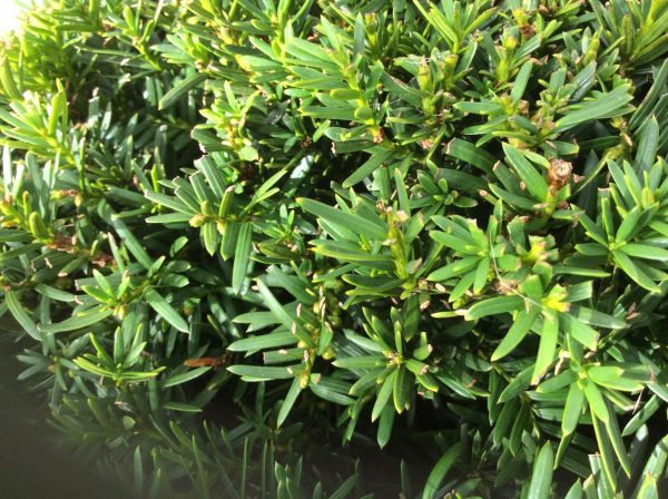 Taxus yew ball 18lt pot - Image 3