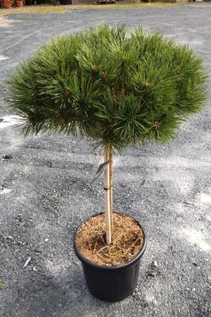 Pinus nigra "Pierrick Bregeon"