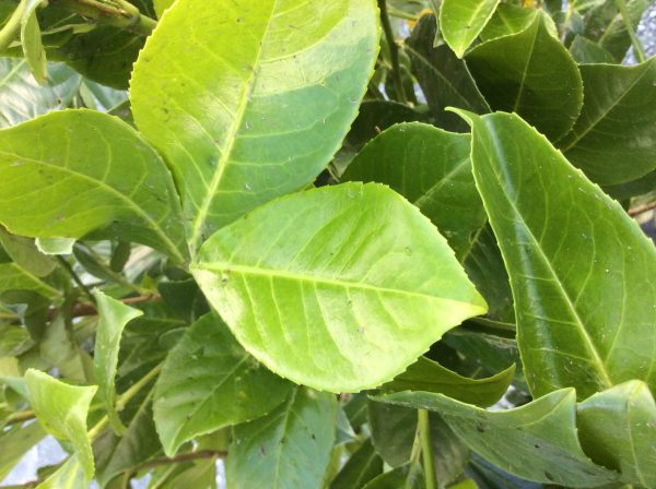 Prunus cherry Laurel Root Ball 125-150cm -Available Now - Image 3