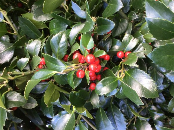 Ilex holly tree Extra root ball 225-250CM - Image 3