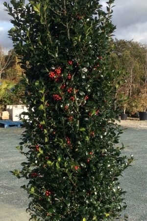 Ilex holly tree Extra root ball 225-250CM