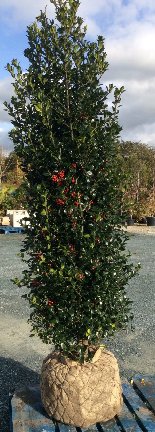 Ilex holly tree Extra root ball 225-250CM