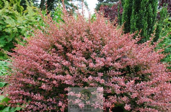 BERBERIS thunbergii 'Atropurpurea' Purple Barberry Bare root - Image 2