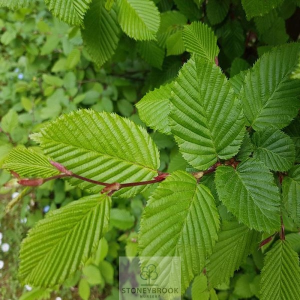 Carpinus Betulus Bare root 'Hornbeam' 45 - 60c  m - Image 2
