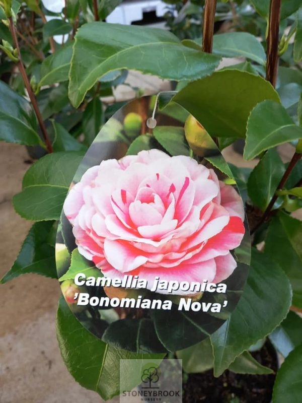 Camellia ' Japonica 'Bonomiana'